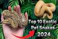 Top 10 Exotic Pet Snakes U Can Own As 