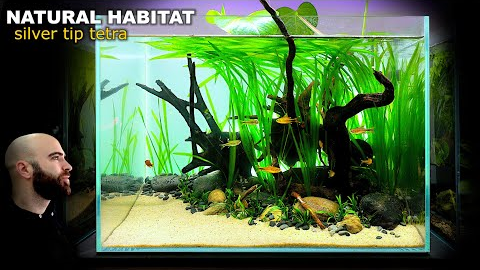 Natural Style Planted Aquarium ft.  Silver Tip Tetra (Aquascape Tutorial)