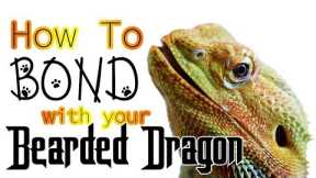 How To Bond With Your Bearded Dragon