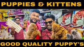 EXOTIC PETS AT CHENNAI | PET SHOP IN CHENNAI | At LOWEST PRICE AVAILABLE IN PUPPIES & KITTENS