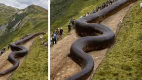 Top 10 Biggest Snakes on Earth: You Won't Believe Number 1!