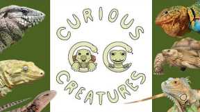 Curious Creatures Reptile Shop Tour