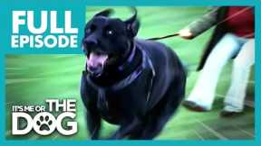 These Dogs That Walk Their Owners! | Full Episode | It's Me or The Dog