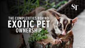 Complexities behind exotic pet ownership in Singapore