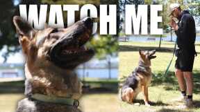 How to Teach Watch Me to Dog