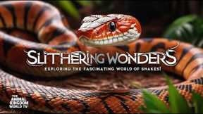 Slithering Wonders: Exploring the Fascinating World of Snakes!| The Animal Kingdom World TV