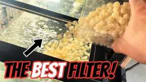 The Best Filter for Fish Tanks - Setting Up an Aquarium Sump