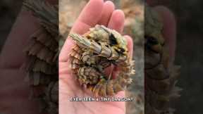 Armadillo Girdled Lizard 🦎 A Real-Life Dragon