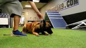 Adult vs Puppy Belgian Malinois