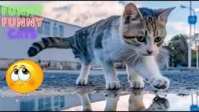 Funny Cat Videos Try Not To  Laugh 😺 Cat Funny Videos 😹 Funny Cat Videos On Youtube 😂  Part 107