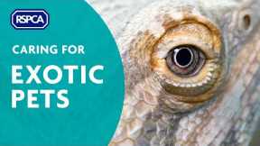 How to care for exotic pets