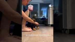 Rottweiler Puppy Working On Training