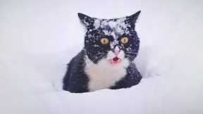 Funny Cats Discovering Snow For the FIRST TIME! Best Funny Cat Videos 2024🤣