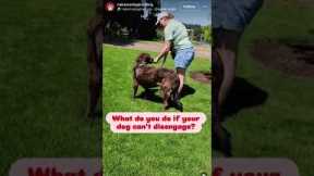 FAKE Dog Training vs REAL Dog Training