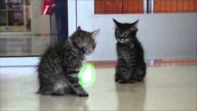 Jedi Kittens in training!