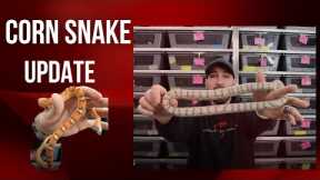 CORN SNAKE UPDATE- BEST PETS EVER?