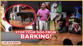 How to Stop Your Dog From Barking | Dog Nation