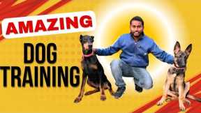 Dog Training Basics : How to train your Puppy Bark & Heel without leash