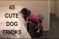 45 CUTE DOG TRICKS