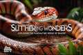 Slithering Wonders: Exploring the