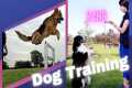 How to train a dog | Dog Training