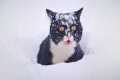 Funny Cats Discovering Snow For the