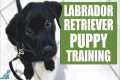 Labrador Retriever Puppy Training