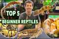 The Dude's TOP 5 Reptiles for