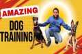 Dog Training Basics : How to train