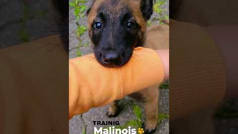 BELGIAN MALINOIS Puppy Training | First Day #shorts  #funny #pets #animals #malinois #germanshepherd