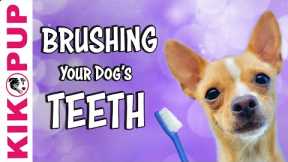 Teach your dog to feel comfortable getting their teeth brushed