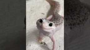 The Most Beautiful Gecko in the World - Enzo!