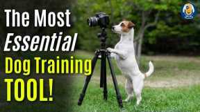 Survey Shows 63% Of Dog Owners Currently Don't Use This Essential Dog Training Tool #294 #podcast