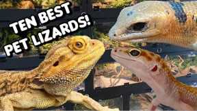 The 10 BEST Pet Lizards (in my opinion)