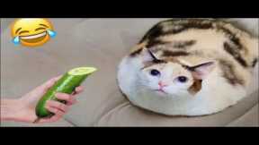 😂 Funny Cats Video Clips  Funny Moments That'll Make You Laugh!