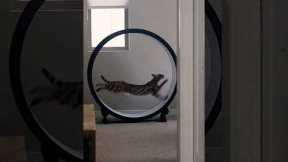 F1 savannah cat nyx charging up the homestead - #One_Fast_Cat exercise wheel