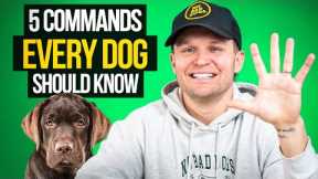 Top 5 Dog Commands Every Owner Must Teach (Pro Dog Trainer Tips)