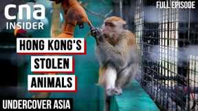 Hong Kong's Deadly Underground Animal Trade | Undercover Asia | CNA Documentary