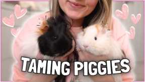 Top Tips for Taming Your Guinea Pigs! 💗🐹