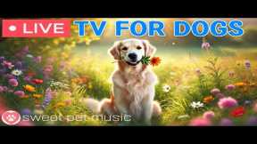 🔴 24 hours of Dog TV🎵Ultimate Calming Music for Anxiety Relief💤Keep Your Dog Happy & Relaxed All Day