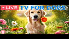 🔴 Ultimate Dog TV｜Relaxing Music for Dogs🎵🐶Calming Scenes for Stress Relief and Separation Anxiety