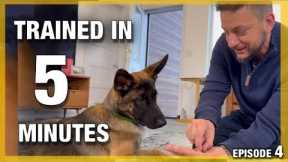 How To Guarantee Your Dog Leaves Things Alone Almost Instantly!