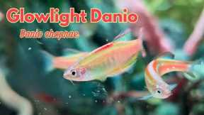 Ultimate care guide for Glowlight danios : Everything you need to know about danio choprae