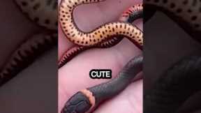 Cute Baby Animals: Baby Snakes Are Not As Dangerous As The Adult Snakes