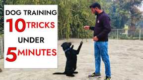 10 Dog Training Tricks in Just UNDER 5 minutes!