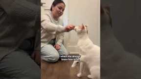 Training Your Cat To High Five | The Pack