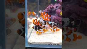 Most Beautiful Clownfish EVER #Shorts