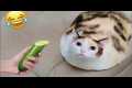 😂 Funny Cats Video Clips  Funny