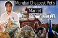 Buying New Pet Form Mumbai Cheapest