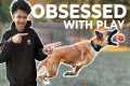 How I train dogs to be OBSESSED with